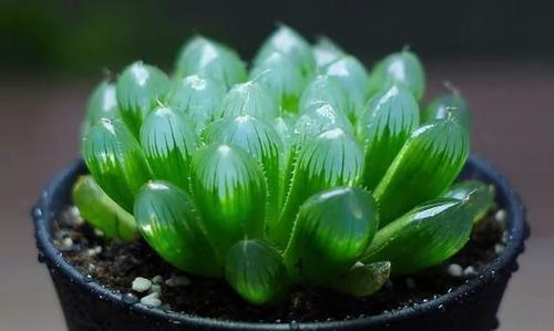 玉露|3种耐阴多肉,不喜欢晒太阳,摆在北阳台,越长越旺盛