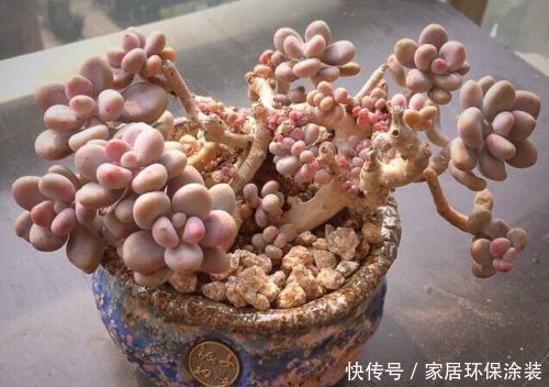 老花农都喜欢的容易爆头多肉，轻轻松松长满盆，适合新手！