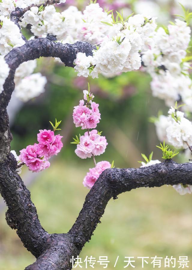 春雨碧桃花别样妖娆