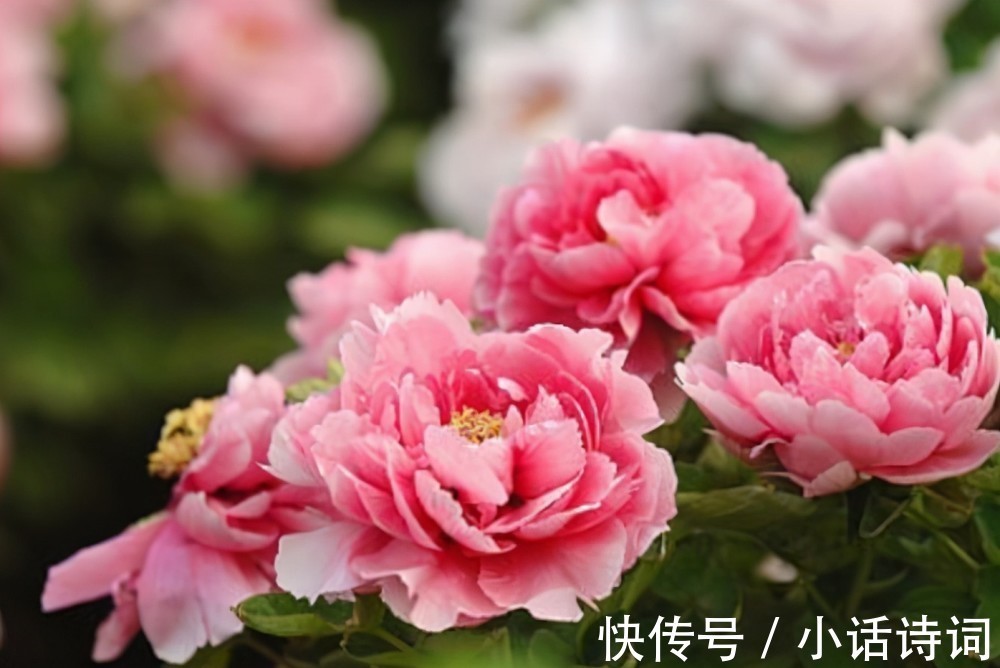 牡丹诗@云想衣裳花想容:李白写给杨玉环的诗,为何要以牡丹花作比喻?