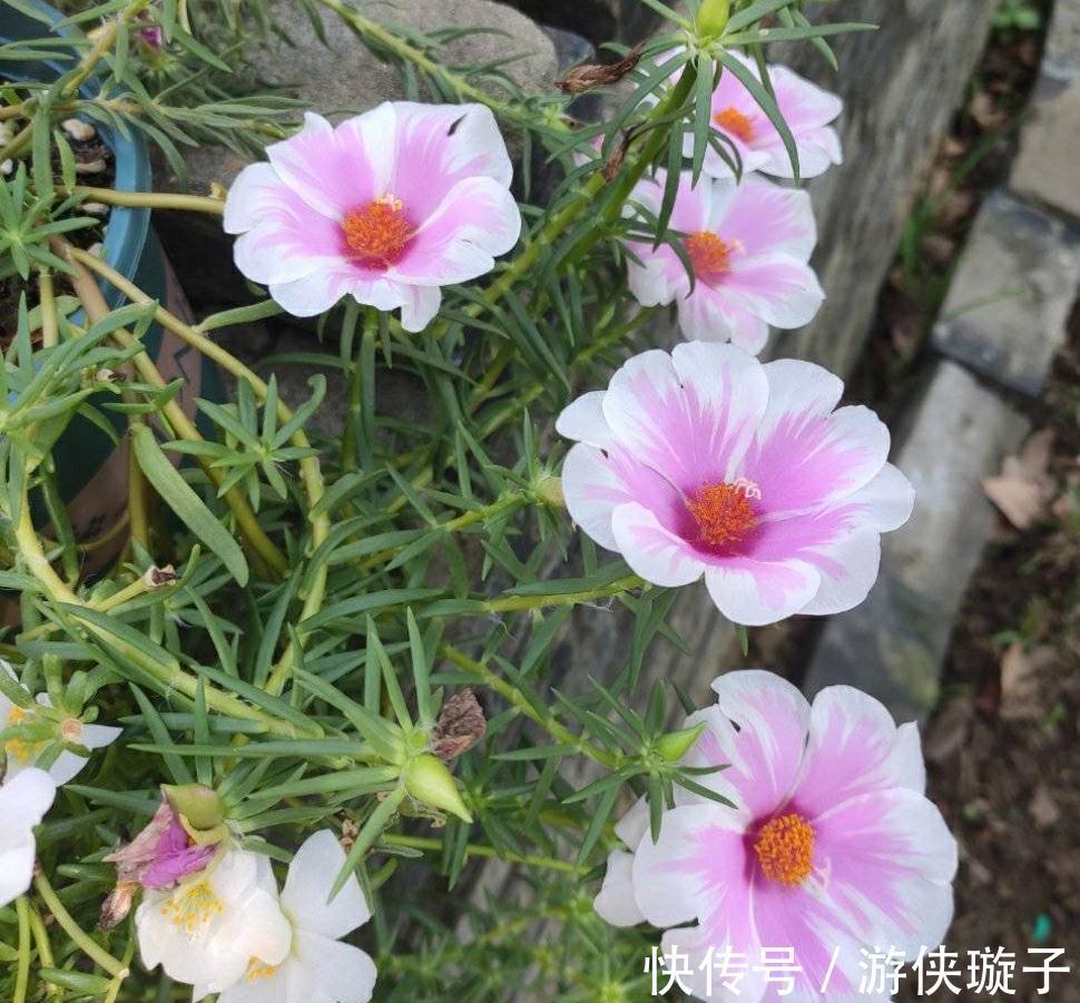 宿根|太阳花过冬,有一个技巧,顺利越冬、来年长成小树开爆花很漂亮