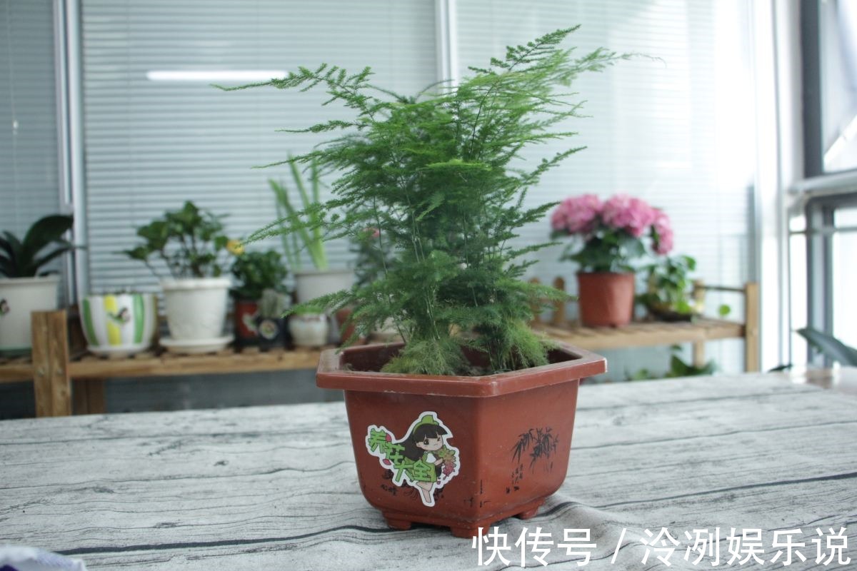 给文竹照这法子养,几星期结出上百个果,邻居羡慕的直拍照!