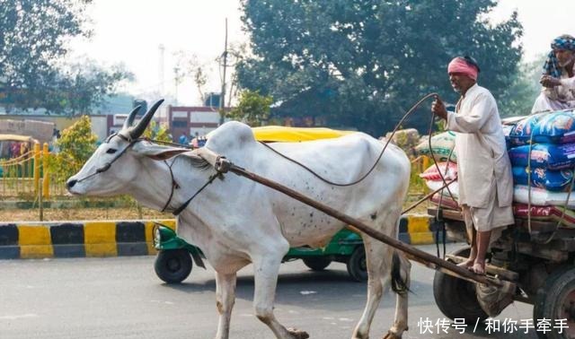 中国|印度人吃到快灭绝的动物,中国吃货见后称这吃了不会生病