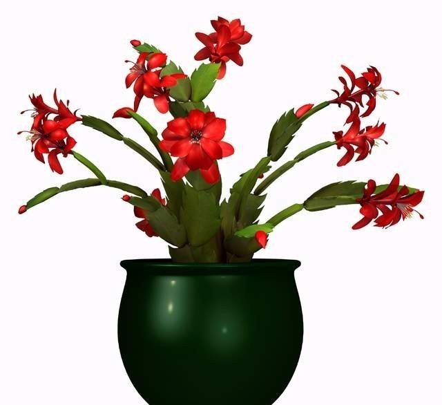 蟹爪兰花败后，做好5步处理法，没准还能再开一波！