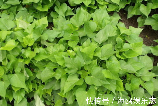 木耳菜|8种“高钙”蔬菜，菠菜不算啥，第一名钙是牛奶3倍，不要错过