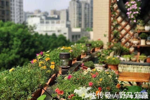 枝条|有院子一定要养“2种”花,剪1根枝条“沾土就活”,变成小花园!