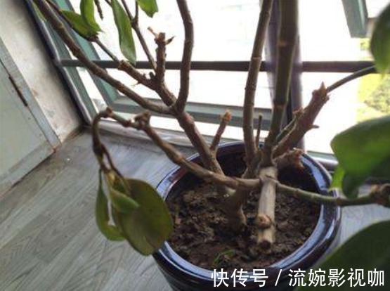 叶子|养茉莉花不长叶子，懂得分析原因，就能不枯萎长得好，开花不难