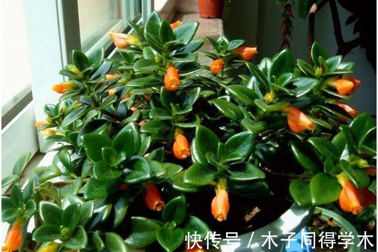 金鱼吊兰如何扦插?学会几点方法,生根成活也不难