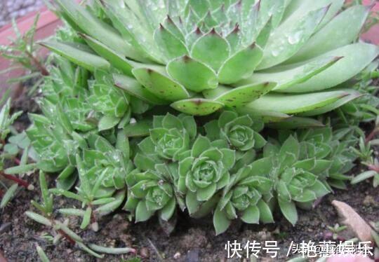 养观音莲，4个小技巧，侧芽不断冒，长出一大圈，一棵变多棵！