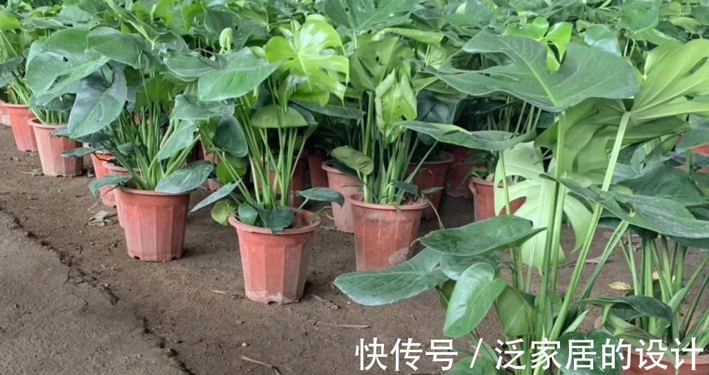 观叶花卉|这两款室内除甲醛,观叶花卉,长的太像,如何区分呢