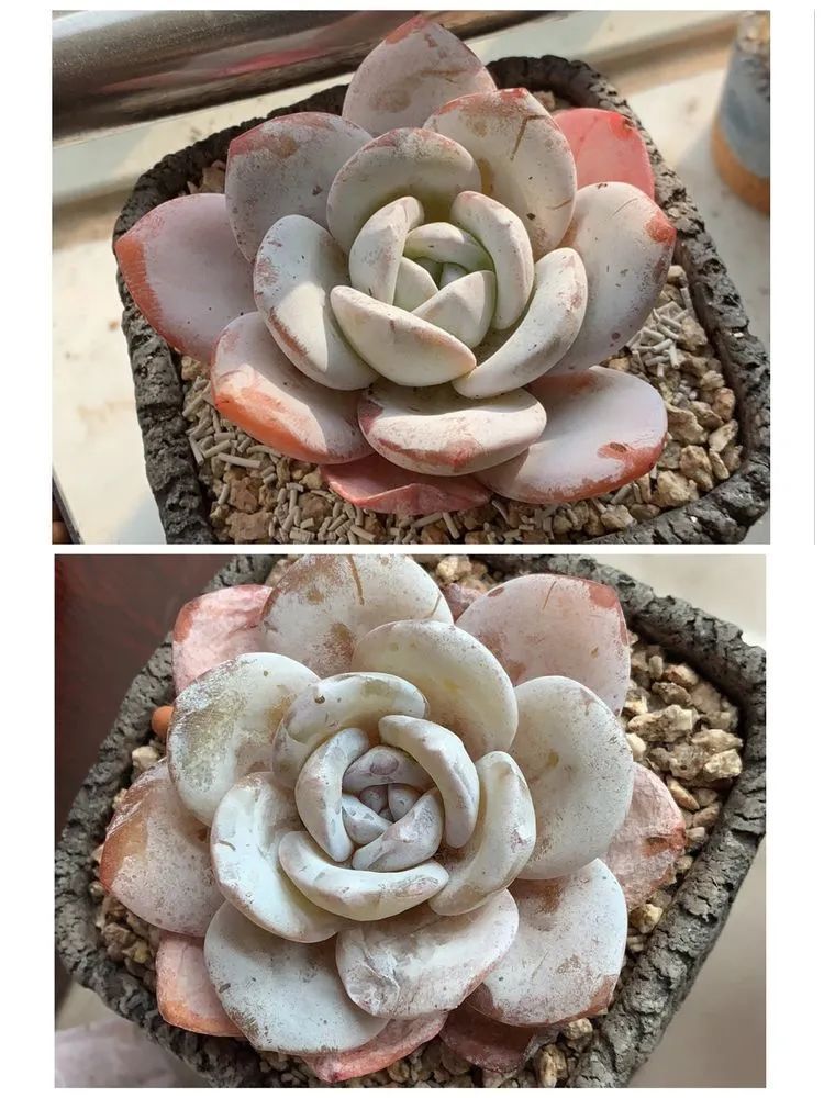 半年时间，多肉从3盆发展到600盆，入坑切莫太心急！