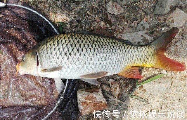 想钓鲤鱼一点不困难,这些简单有效的方法,就能十条十条上