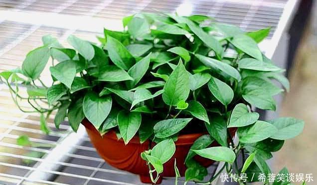 酸碱度|养绿萝,别忘加点这种“料”,叶片不黄,新芽猛窜,一个月就爆盆