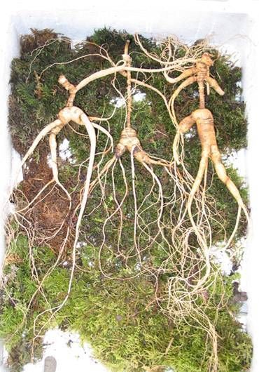 松花石|吉林发现“长白山人参”石碑 民俗专家曹保明：或为清代行帮或官员所立