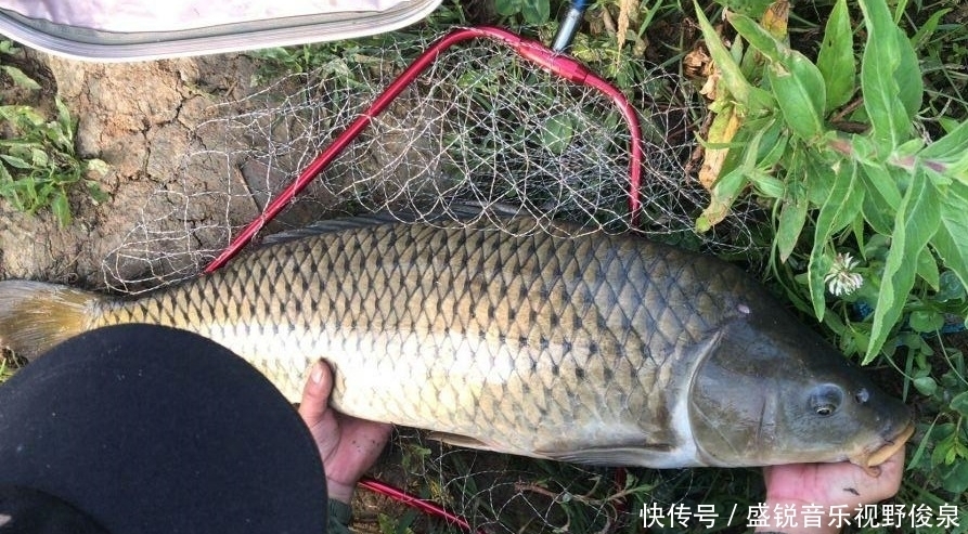 渔获|夏季野钓大鲤鱼，牢记这3个细节点，想没鱼都难