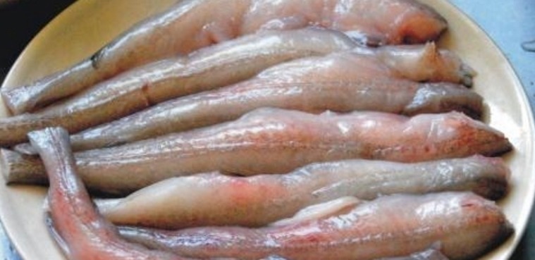 好吃又便宜的5种海鱼,老板说:买这5种鱼的基本上都是懂鱼的行家