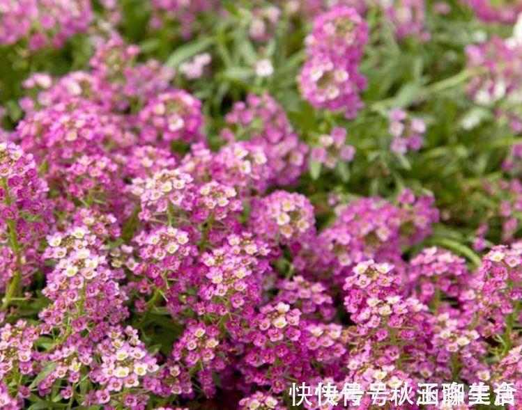 4种花是花中劳模,一年四季开花不断,美的不像话