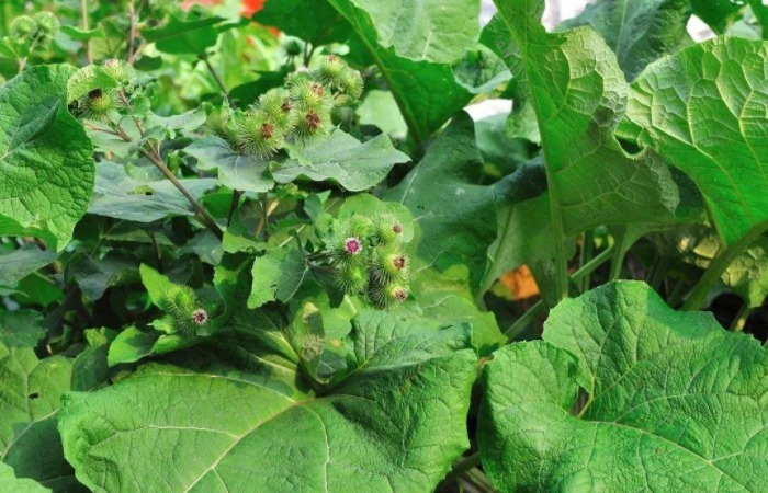 野菜|乡下一种植物，名有“牛鞭”，少有健脑野菜之一，食用价值高