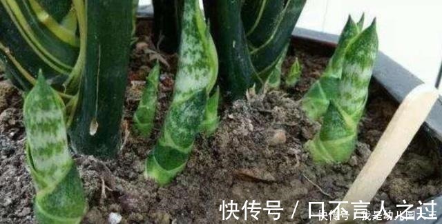 零食|虎皮兰最喜爱的“零食”，这个季节“嗖嗖”长个，冒芽，就看它了！