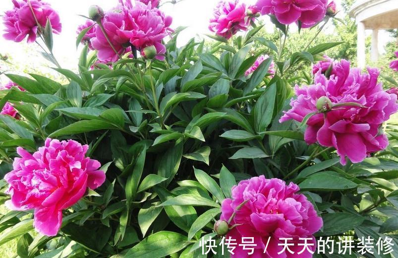 芍药盆栽该做好哪些事情?