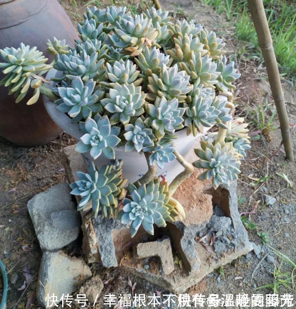 多肉|田里种多肉，在地里自然生长，棵棵肥成大白菜