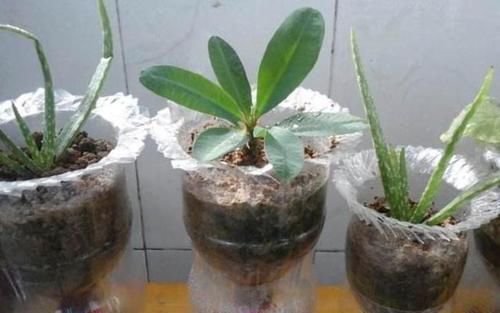 改造|还在用花盆种花不如改造一下塑料瓶，省钱实用又好看