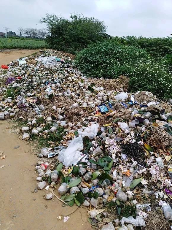 路边被人丢掉的名贵花,丢人也要捡,种盆里就开花