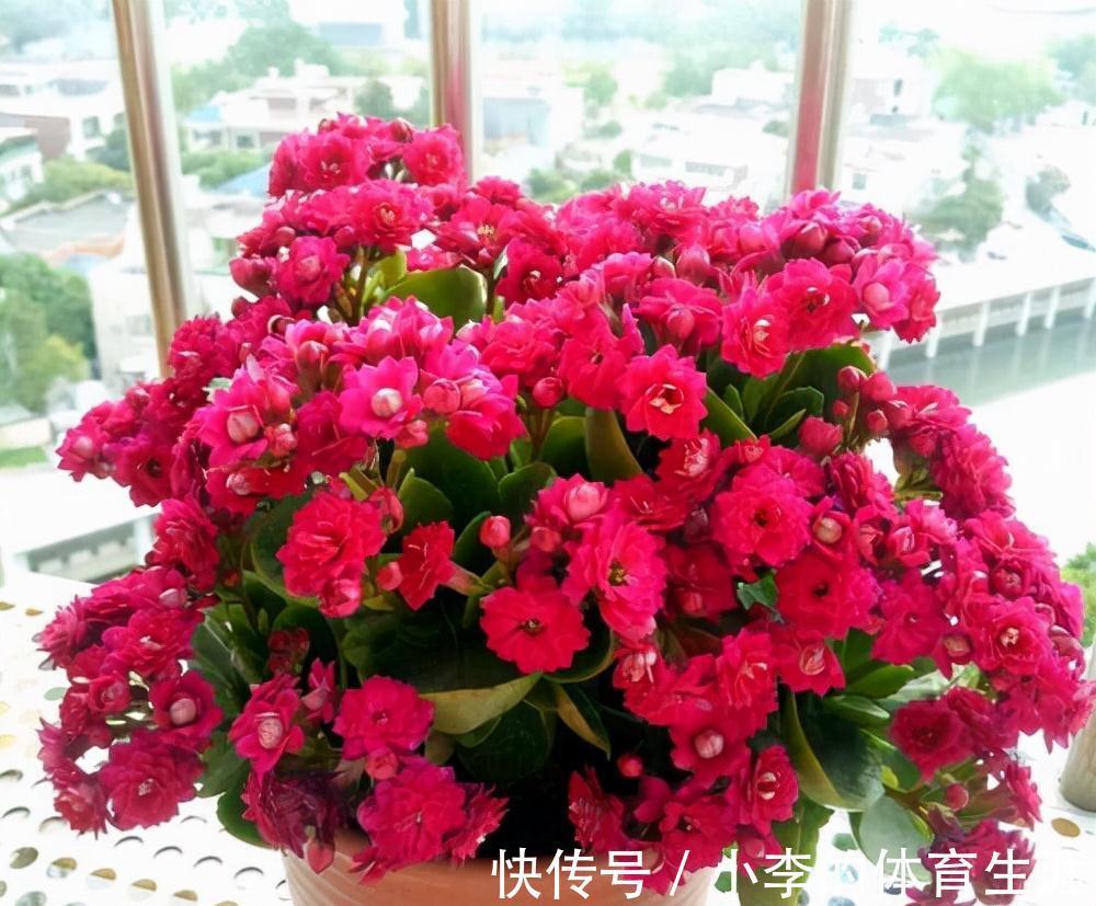 龙骨|9种花好养又吉祥,却是“穷苦命”,小盆少水多晒晒,反而长得旺