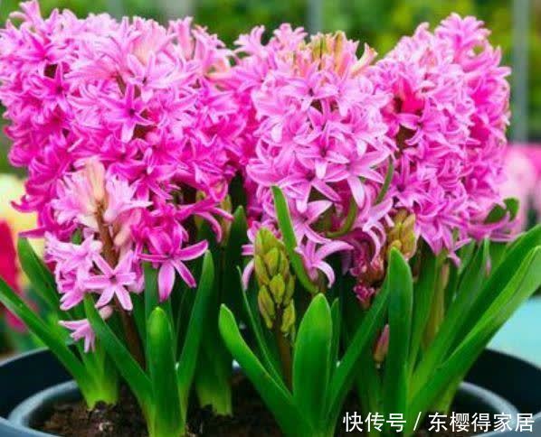 养花就养个花期长的，人养花，花也养人，空气清香去异味