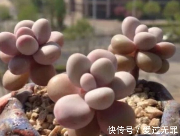 深秋的多肉桃美人怎么养,学会4个方法,叶片变得粉红粉红的