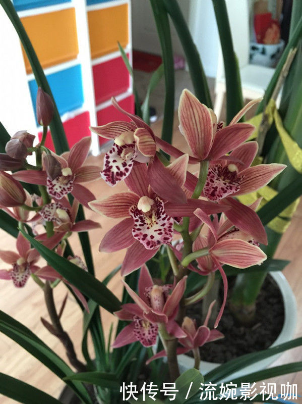 名菊|喜欢菊花，就养盆“优良名菊”绿朝云，花似惊鸿起舞，晶莹碧绿