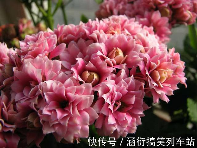 玉树|天气冷,六种花要“干养”,少水多晒才健壮,养成老桩更旺家