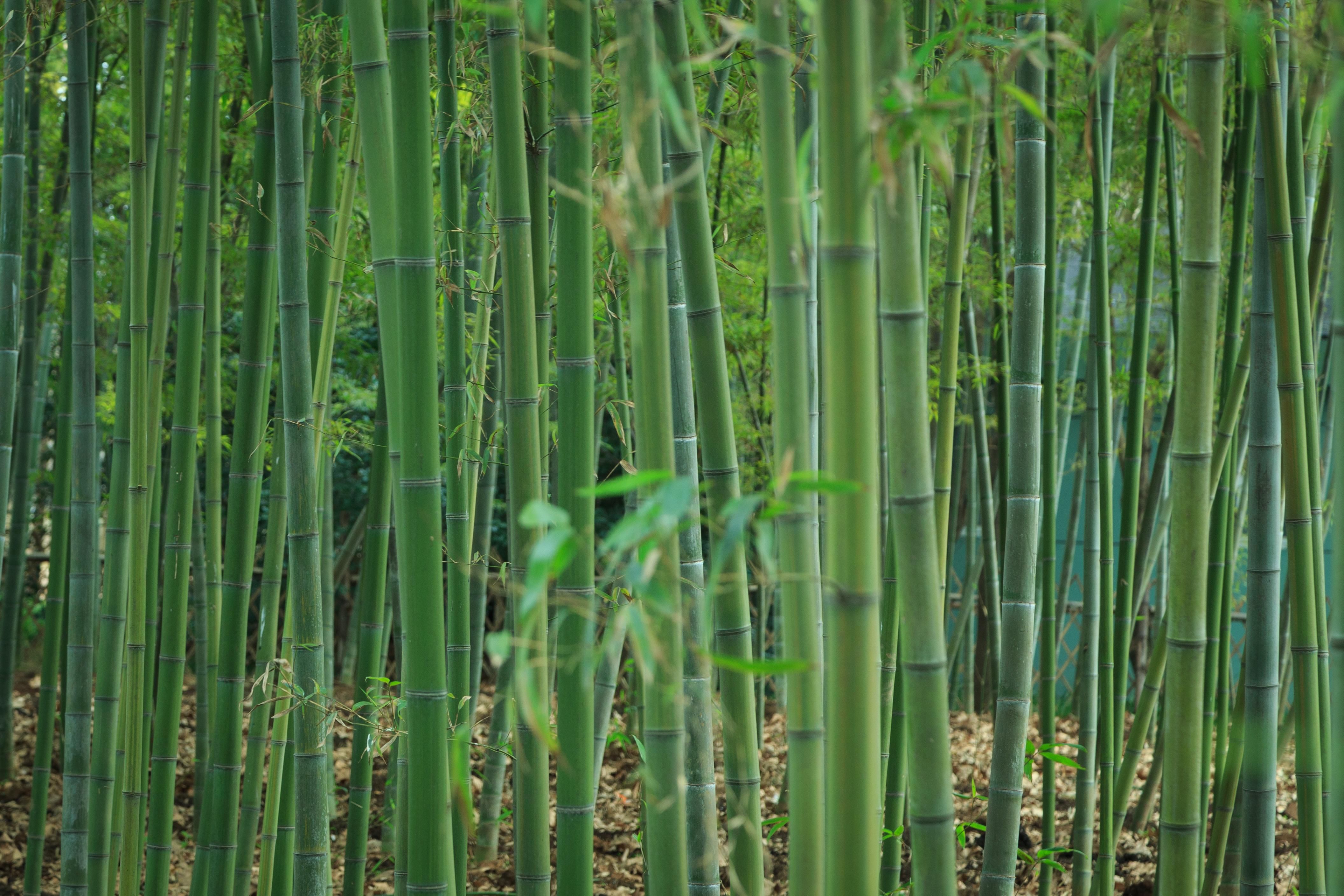 蜀南竹海|国内值得一去的5处竹海，大自然的电冰箱，度假避暑的好去处