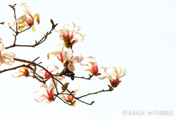 好美的玉兰花！济南趵突泉玉兰花姿态秀丽优雅绽放啦|情报站| 好美的玉兰花！济南趵突泉玉兰花姿态秀丽优雅绽放啦\＂,\＂i12\＂:\＂情报站