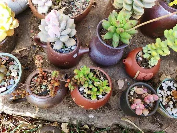 旧茶壶种点花,秒变高端盆景,卖300一个邻居抢着要