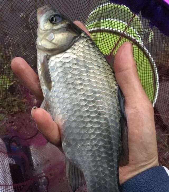 这3个春钓技巧专攻水底大板鲫，5分钟就能学会，钓一次就上瘾