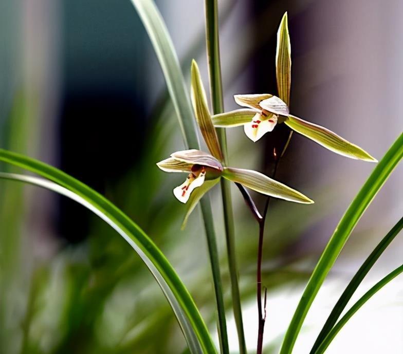 这几种冬天开的兰花，花期长、花色艳、花型美，清香扑鼻，真美