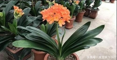 过年这种壳别扔,都是养花宝贝,养啥花都爆盆,比花肥还厉害