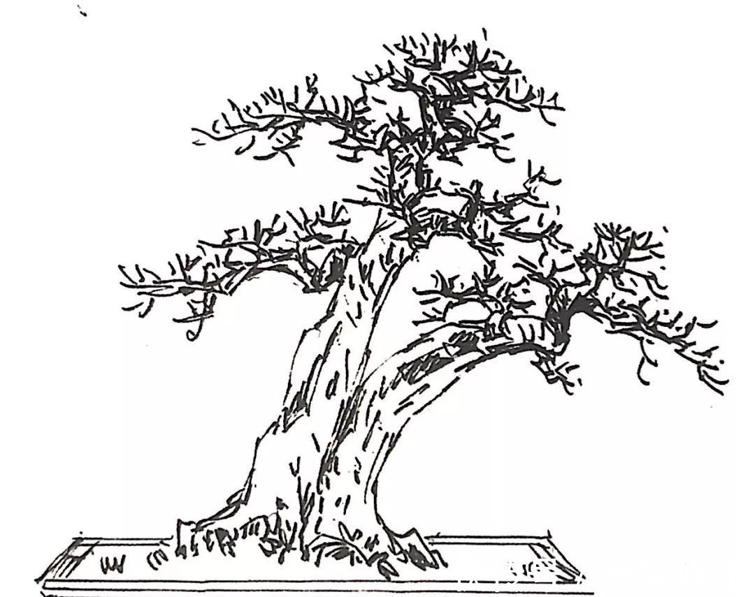 台友们|罗汉松芽接案例分享,台长教你玩出别出心裁的岭南盆景!