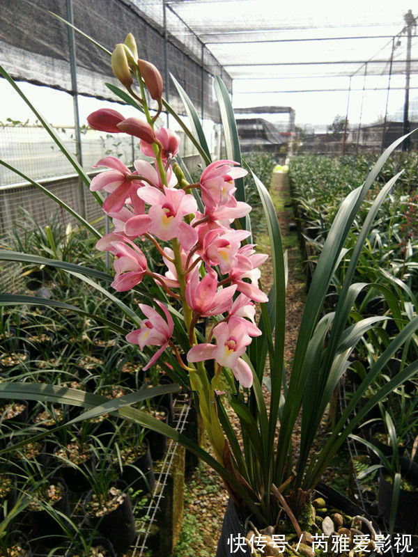 梅傲骨|这些花好养又漂亮，花开艳丽，极易花开爆盆，就是一个大花球