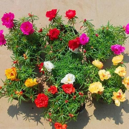 夏天一定要种的这5种花，越晒花开的越大，好养又好看