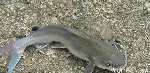 它全身是“宝”被误解多年,口感鲜嫩不输甲鱼,却8元1斤无人买