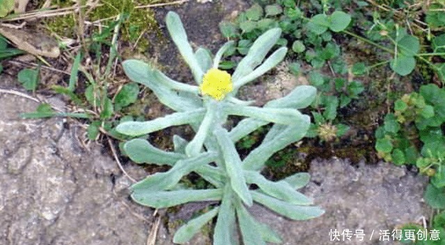 除掉|田埂上这野草, 请别轻视或除掉, 现在了解, 对您将有帮助