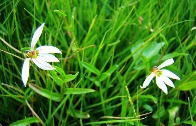 有效成分|一味能“去热邪散各种无名肿毒,除湿气消一身水肿湿疮”的良药