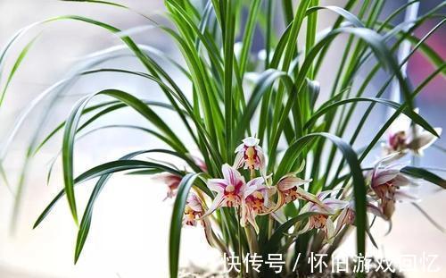 盆栽兰花，养护重点放在这里，长势才会好