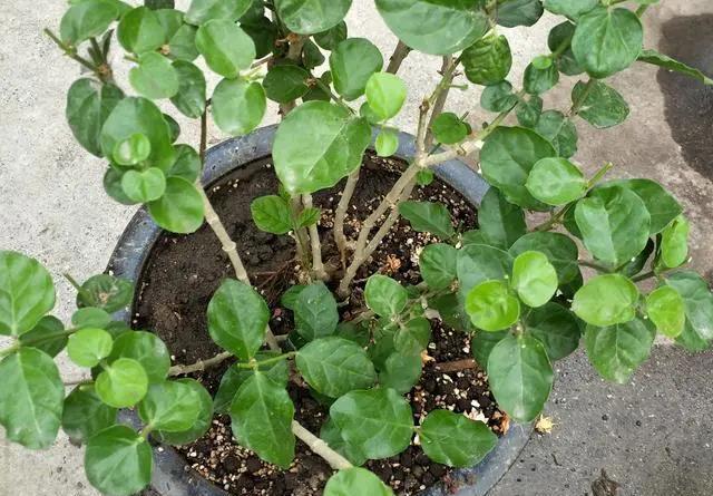 花期|茉莉花的修剪工作分成3个阶段，掌握好修剪技巧，花开满枝头