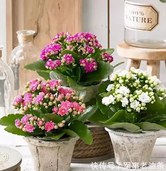 琴叶榕|6种能养人的花,越养越有“好运气”,建议养一盆