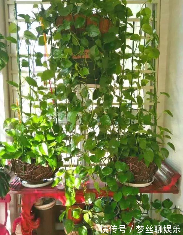 君子兰|老花农1句话,茶花养的花大叶绿,比看书还长知识!