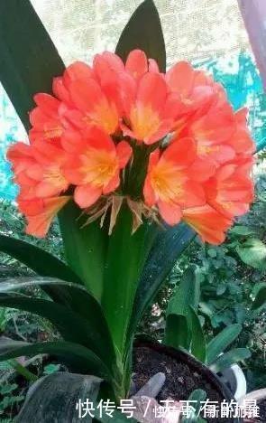 君子兰|把它倒在花盆里,君子兰疯长如野草,一次能开30多