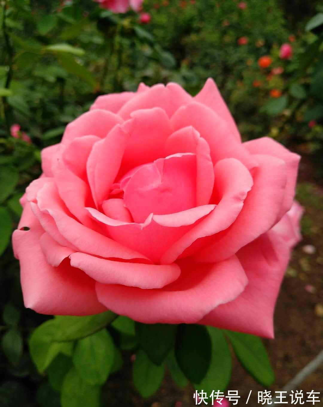 月季易生白粉病,做好这4点,叶绿花艳醉金杯